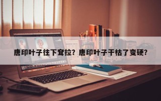 唐印叶子往下耷拉？唐印叶子干枯了变硬？
