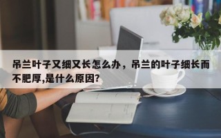 吊兰叶子又细又长怎么办，吊兰的叶子细长而不肥厚,是什么原因？