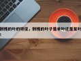 刺槐的叶的特征，刺槐的叶子是单叶还是复叶！
