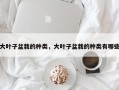 大叶子盆栽的种类，大叶子盆栽的种类有哪些