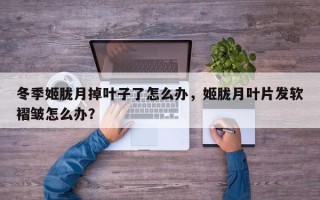 冬季姬胧月掉叶子了怎么办，姬胧月叶片发软褶皱怎么办？