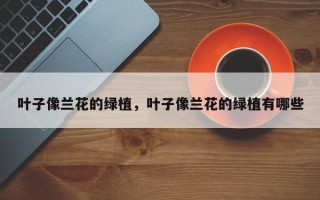 叶子像兰花的绿植，叶子像兰花的绿植有哪些