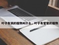 叶子有洞的植物叫什么，叶子有窟窿的植物