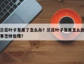 兰花叶子发黑了怎么办？兰花叶子发黑怎么回事怎样处理？