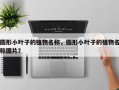 圆形小叶子的植物名称，圆形小叶子的植物名称图片？