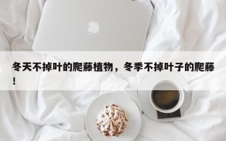 冬天不掉叶的爬藤植物，冬季不掉叶子的爬藤！