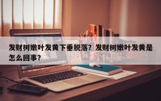 发财树嫩叶发黄下垂脱落？发财树嫩叶发黄是怎么回事？