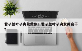 君子兰叶子尖发黄焦？君子兰叶子尖发黄变干？