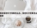 养的菊花叶子发黄怎么办，菊花叶子花黄怎么回事
