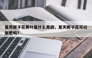 夏天栀子花黄叶是什么原因，夏天栀子花可以施肥吗？