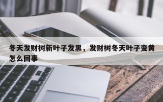 冬天发财树新叶子发黑，发财树冬天叶子变黄怎么回事