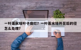 一叶莲水培叶子腐烂？一叶莲水培开花后的径怎么处理？