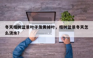 冬天榕树盆景叶子发黄掉叶，榕树盆景冬天怎么浇水？
