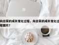 向日葵的成长变化过程，向日葵的成长变化过程图片？