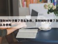 发财树叶子黄了怎么补救，发财树叶子黄了怎么补救呢