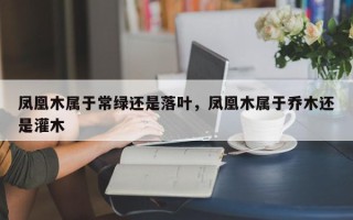 凤凰木属于常绿还是落叶，凤凰木属于乔木还是灌木