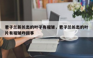 君子兰新长出的叶子有褶皱，君子兰长出的叶片有褶皱咋回事