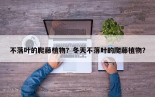 不落叶的爬藤植物？冬天不落叶的爬藤植物？