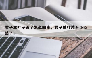 君子兰叶子破了怎么回事，君子兰叶片不小心破了！