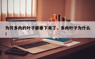 为何多肉的叶子都垂下来了，多肉叶子为什么！