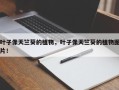 叶子像天竺葵的植物，叶子像天竺葵的植物图片！