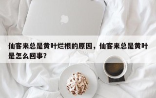 仙客来总是黄叶烂根的原因，仙客来总是黄叶是怎么回事？