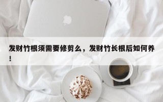 发财竹根须需要修剪么，发财竹长根后如何养！