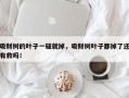 吸财树的叶子一碰就掉，吸财树叶子都掉了还有救吗！