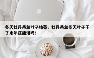 冬天牡丹吊兰叶子枯萎，牡丹吊兰冬天叶子干了来年还能活吗！