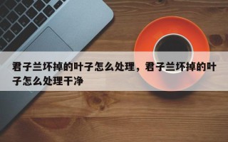 君子兰坏掉的叶子怎么处理，君子兰坏掉的叶子怎么处理干净