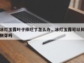 冰灯玉露叶子摔烂了怎么办，冰灯玉露可以长侧芽吗