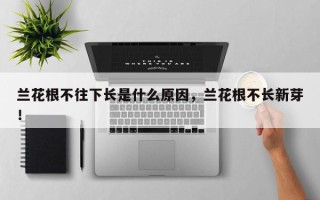 兰花根不往下长是什么原因，兰花根不长新芽！