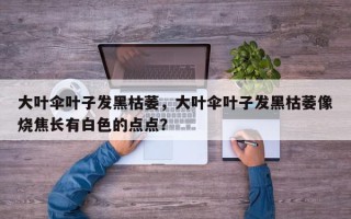 大叶伞叶子发黑枯萎，大叶伞叶子发黑枯萎像烧焦长有白色的点点？