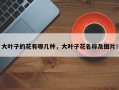 大叶子的花有哪几种，大叶子花名称及图片！