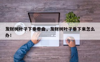 发财树叶子下垂卷曲，发财树叶子垂下来怎么办！
