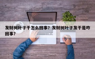 发财树叶子干怎么回事？发财树叶子发干是咋回事？