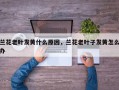 兰花老叶发黄什么原因，兰花老叶子发黄怎么办