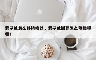 君子兰怎么移植换盆，君子兰侧芽怎么移栽视频？