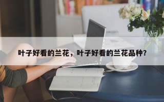 叶子好看的兰花，叶子好看的兰花品种？