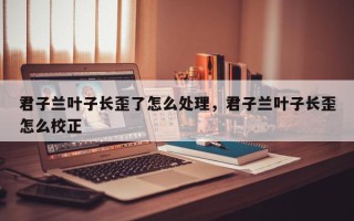 君子兰叶子长歪了怎么处理，君子兰叶子长歪怎么校正