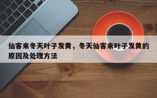 仙客来冬天叶子发黄，冬天仙客来叶子发黄的原因及处理方法