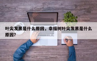 叶尖发黑是什么原因，幸福树叶尖发黑是什么原因？