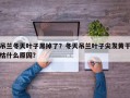 吊兰冬天叶子黑掉了？冬天吊兰叶子尖发黄干枯什么原因？