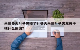 吊兰冬天叶子黑掉了？冬天吊兰叶子尖发黄干枯什么原因？