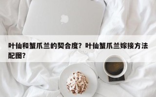 叶仙和蟹爪兰的契合度？叶仙蟹爪兰嫁接方法配图？