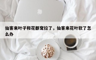 仙客来叶子和花都耷拉了，仙客来花叶软了怎么办
