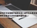 伞竹叶子尖发黄干枯怎么办？伞竹怎么养才长得旺注意这几点伞竹越长越旺盛？