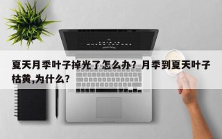 夏天月季叶子掉光了怎么办？月季到夏天叶子枯黄,为什么？