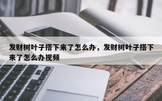 发财树叶子搭下来了怎么办，发财树叶子搭下来了怎么办视频