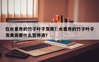 在水里养的竹子叶子发黄？水里养的竹子叶子发黄需要什么营养液？